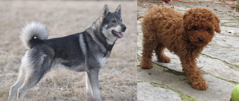 Toy Poodle vs Jamthund - Breed Comparison
