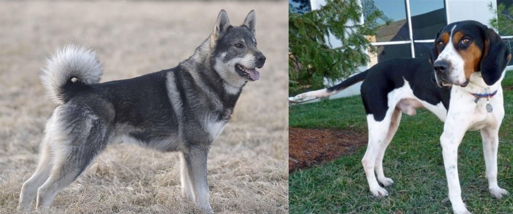 Treeing Walker Coonhound vs Jamthund - Breed Comparison