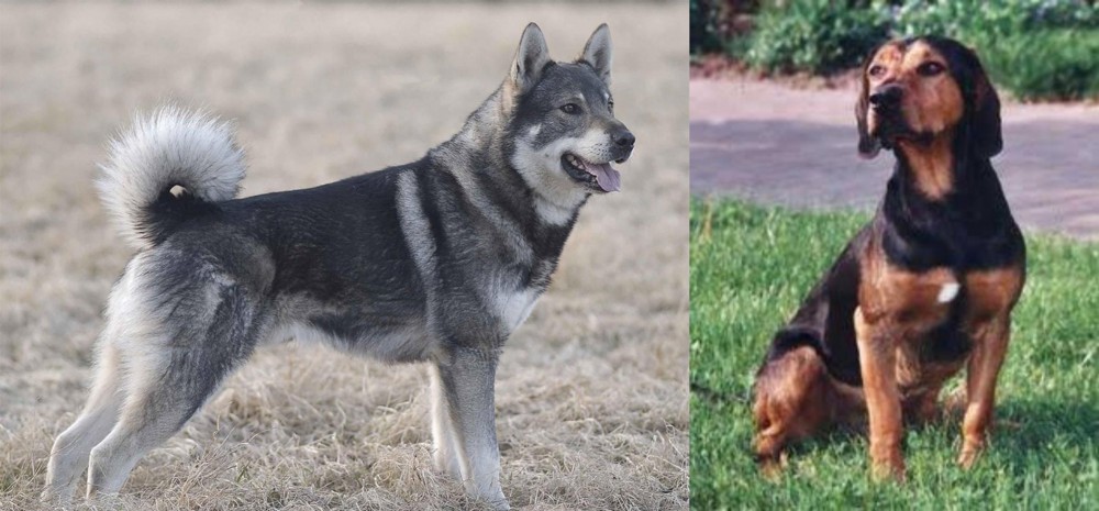 Tyrolean Hound vs Jamthund - Breed Comparison