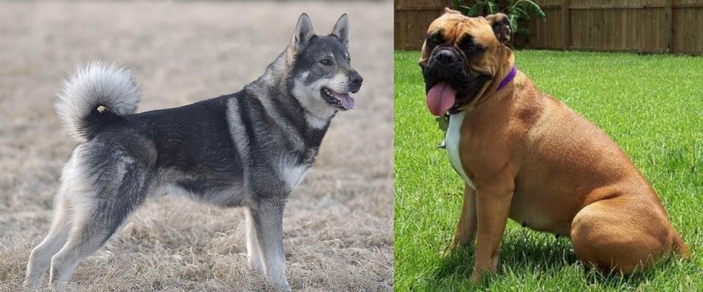 Valley Bulldog vs Jamthund - Breed Comparison