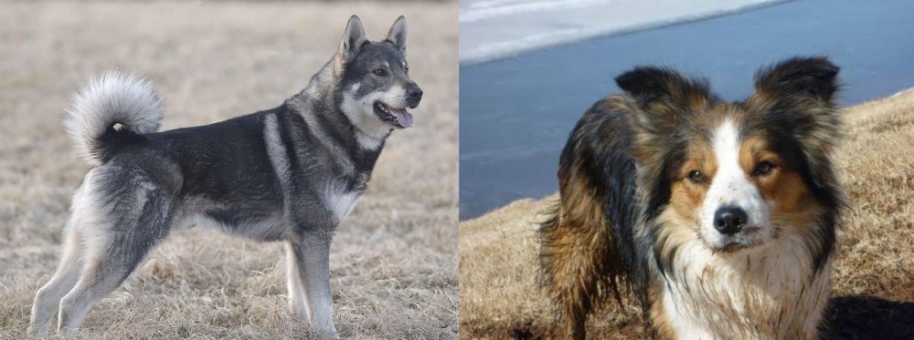 Welsh Sheepdog vs Jamthund - Breed Comparison