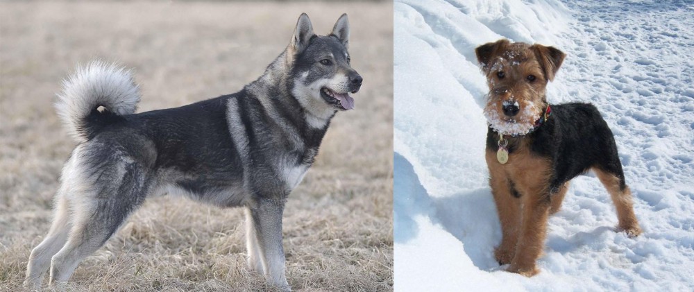 Welsh Terrier vs Jamthund - Breed Comparison