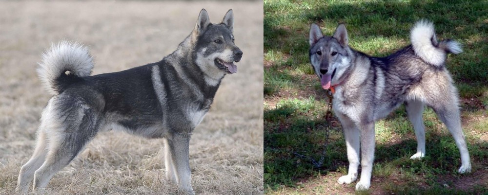West Siberian Laika vs Jamthund - Breed Comparison