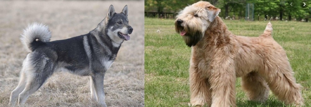 Wheaten Terrier vs Jamthund - Breed Comparison