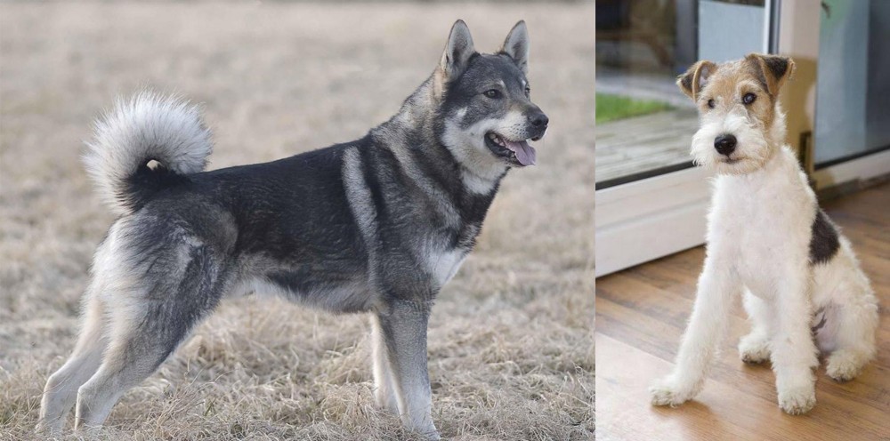 Wire Fox Terrier vs Jamthund - Breed Comparison