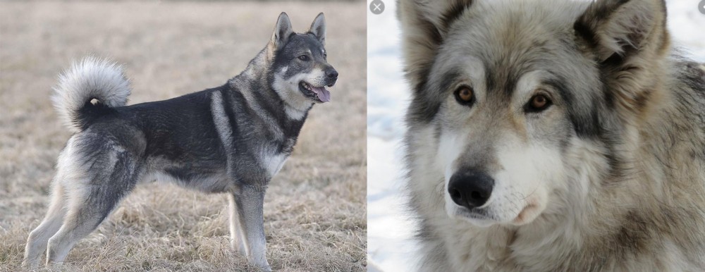 Wolfdog vs Jamthund - Breed Comparison