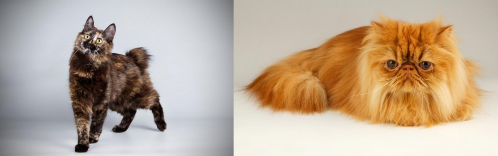 Persian vs Japanese Bobtail - Breed Comparison