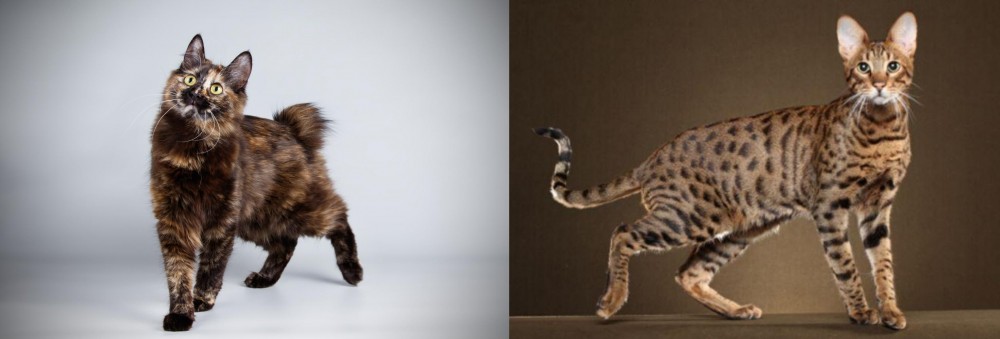 Savannah vs Japanese Bobtail - Breed Comparison