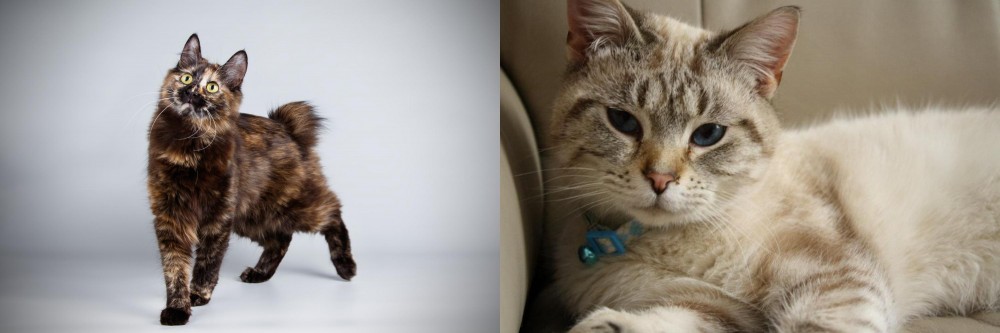 Siamese/Tabby vs Japanese Bobtail - Breed Comparison
