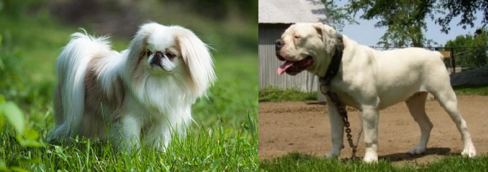 Hermes Bulldogge vs Japanese Chin - Breed Comparison
