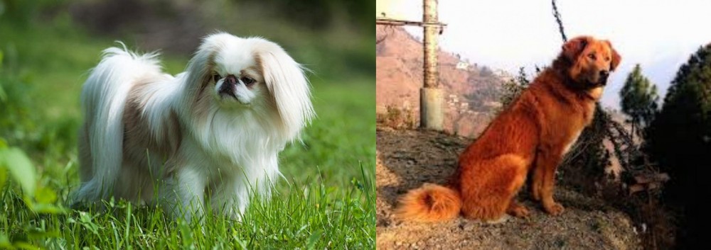 Himalayan Sheepdog vs Japanese Chin - Breed Comparison