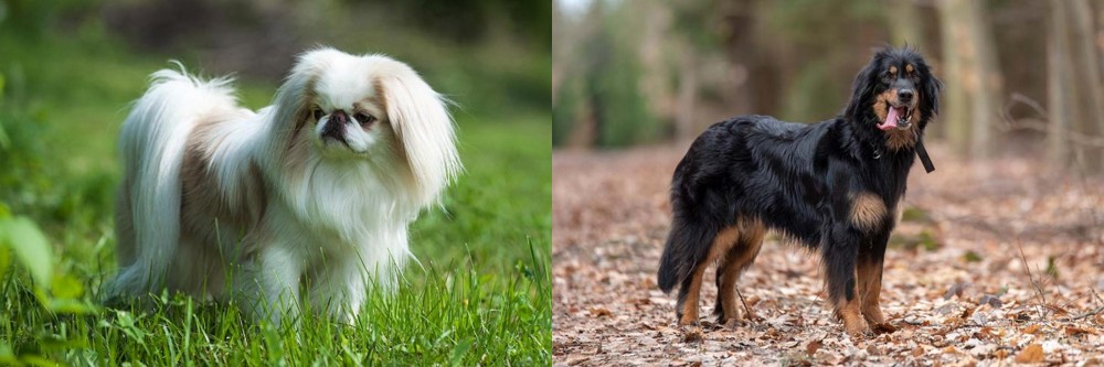 Hovawart vs Japanese Chin - Breed Comparison