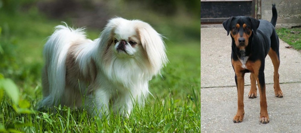 Hungarian Hound vs Japanese Chin - Breed Comparison