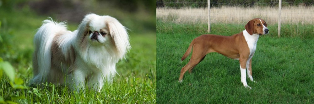 Hygenhund vs Japanese Chin - Breed Comparison