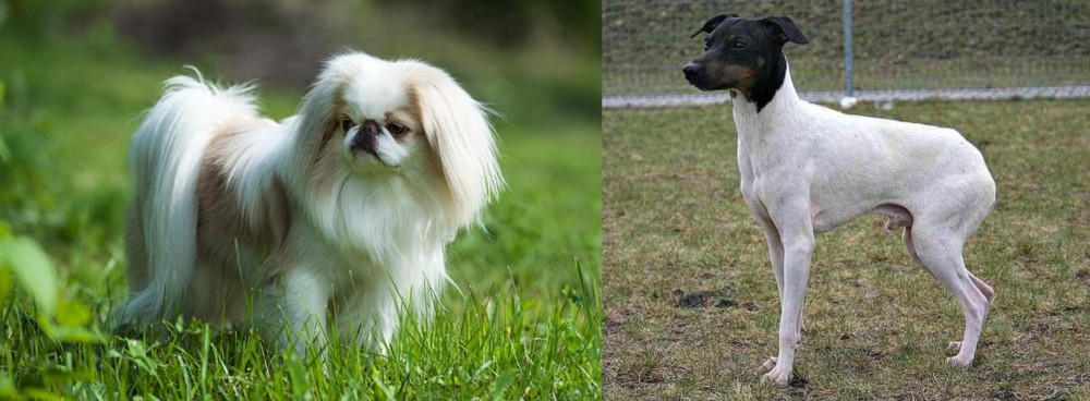 Japanese Terrier vs Japanese Chin - Breed Comparison
