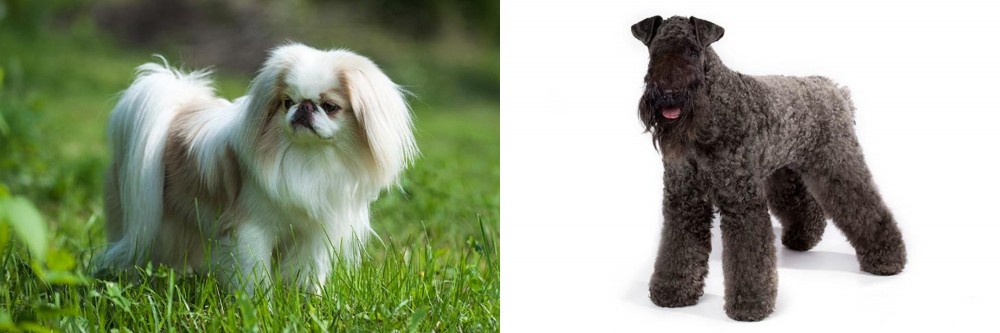 Kerry Blue Terrier vs Japanese Chin - Breed Comparison