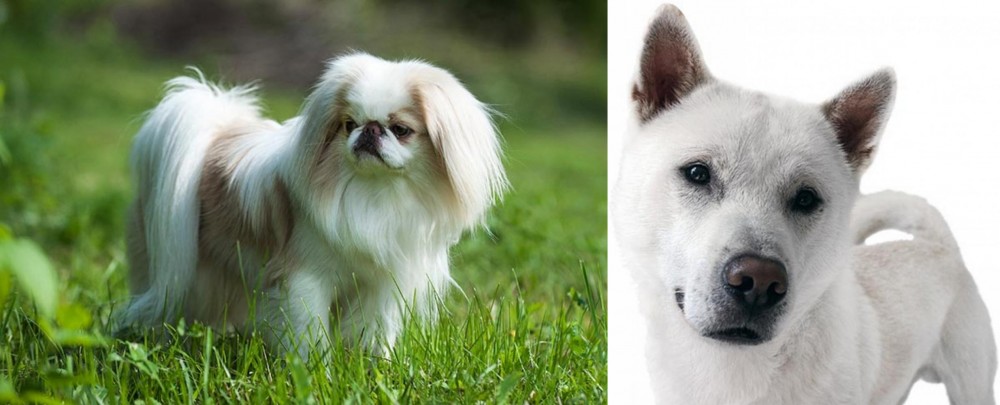 Kishu vs Japanese Chin - Breed Comparison