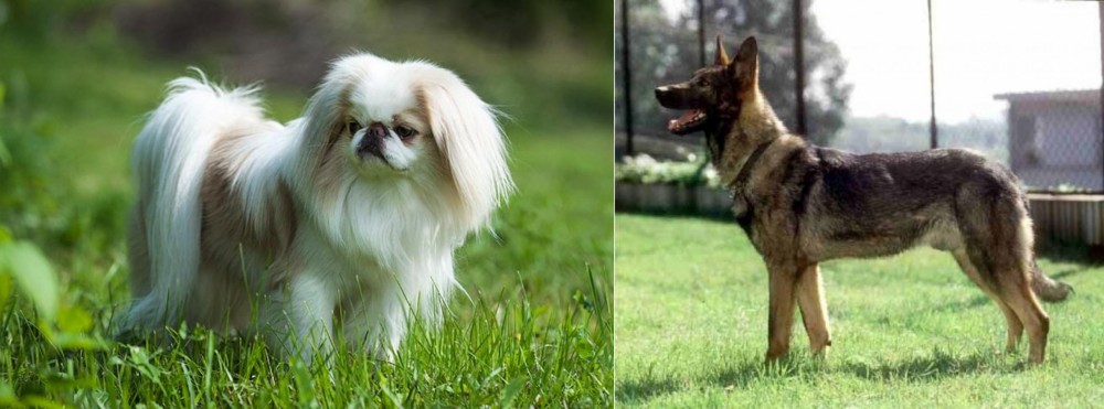 Kunming Dog vs Japanese Chin - Breed Comparison