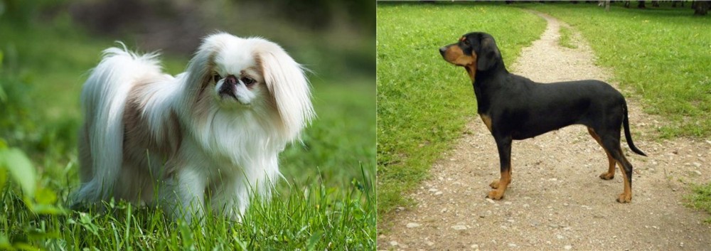 Latvian Hound vs Japanese Chin - Breed Comparison