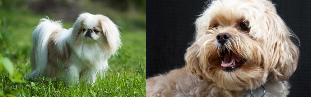 Lhasapoo vs Japanese Chin - Breed Comparison