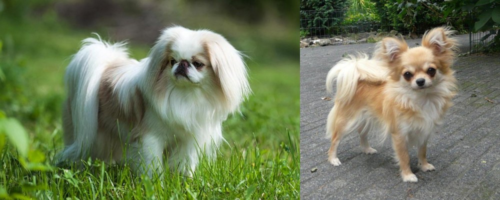 Long Haired Chihuahua vs Japanese Chin - Breed Comparison