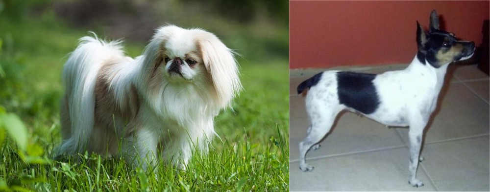 Miniature Fox Terrier vs Japanese Chin - Breed Comparison