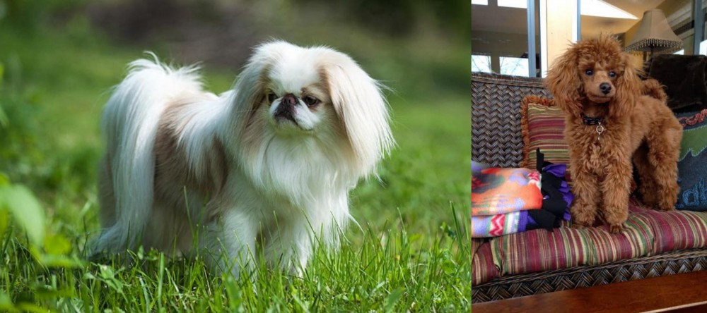 Miniature Poodle vs Japanese Chin - Breed Comparison