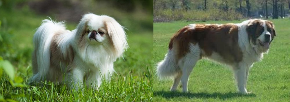 Moscow Watchdog vs Japanese Chin - Breed Comparison