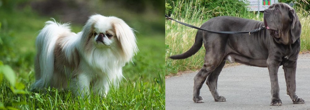 Neapolitan Mastiff vs Japanese Chin - Breed Comparison