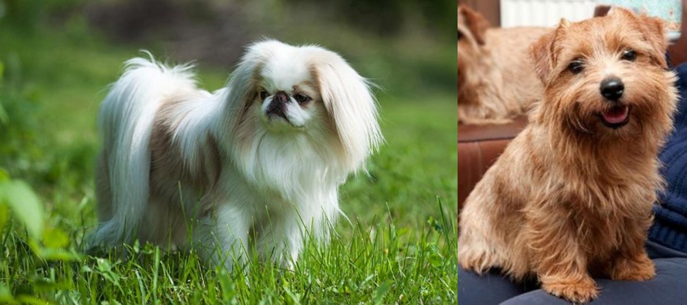 Norfolk Terrier vs Japanese Chin - Breed Comparison