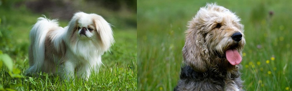 Otterhound vs Japanese Chin - Breed Comparison