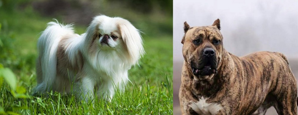 Perro de Presa Canario vs Japanese Chin - Breed Comparison