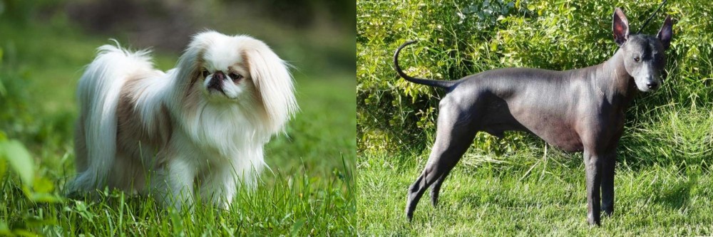 Peruvian Hairless vs Japanese Chin - Breed Comparison