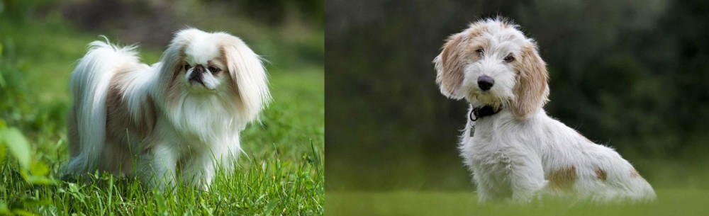Petit Basset Griffon Vendeen vs Japanese Chin - Breed Comparison