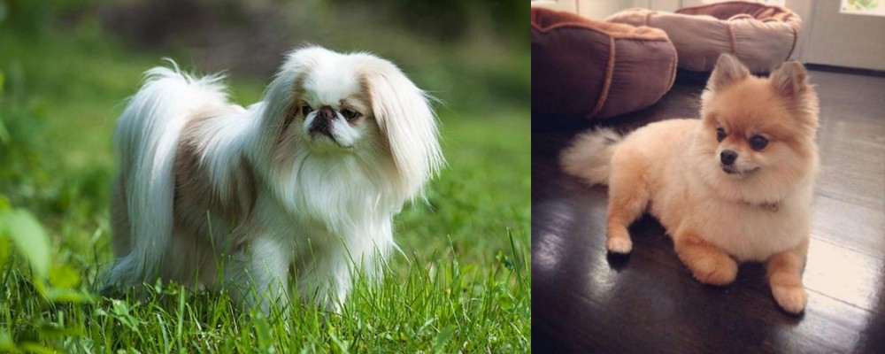 Pomeranian vs Japanese Chin - Breed Comparison