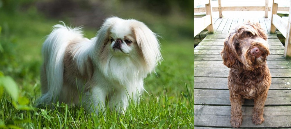 Portuguese Water Dog vs Japanese Chin - Breed Comparison