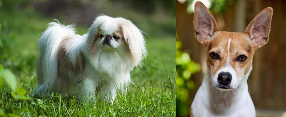 Rat Terrier vs Japanese Chin - Breed Comparison