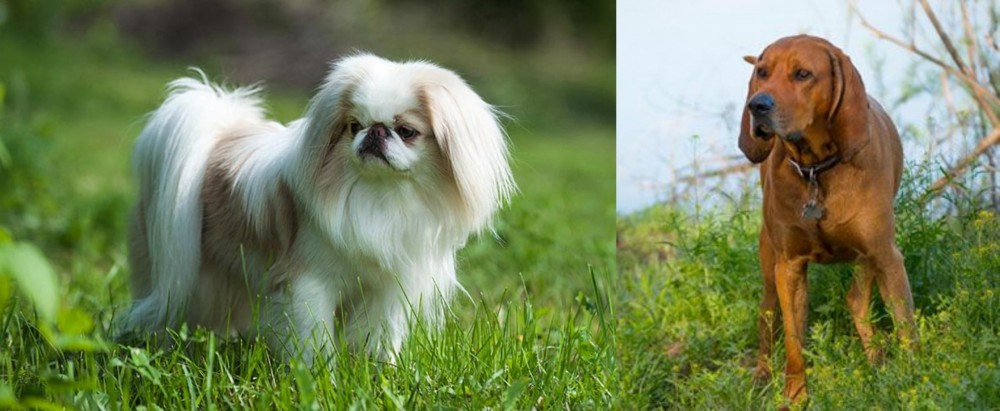 Redbone Coonhound vs Japanese Chin - Breed Comparison