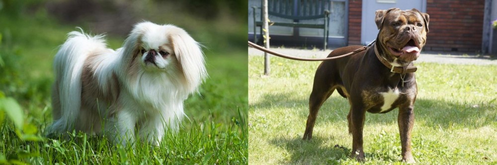Renascence Bulldogge vs Japanese Chin - Breed Comparison