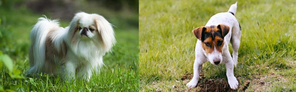 Russell Terrier vs Japanese Chin - Breed Comparison