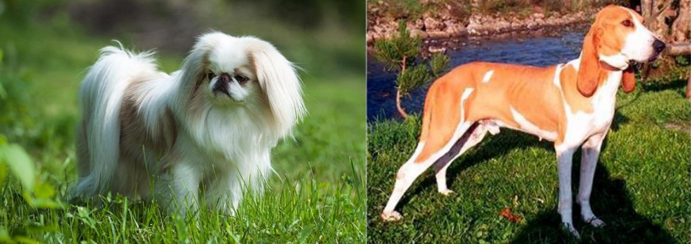 Schweizer Laufhund vs Japanese Chin - Breed Comparison