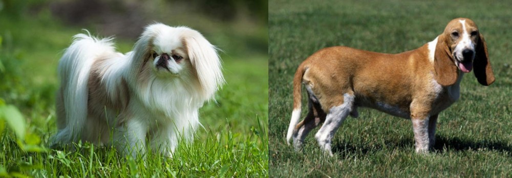 Schweizer Niederlaufhund vs Japanese Chin - Breed Comparison