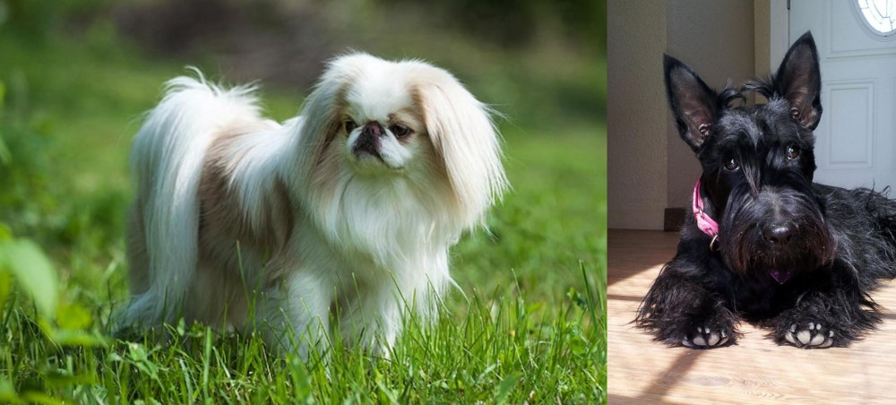 Scottish Terrier vs Japanese Chin - Breed Comparison