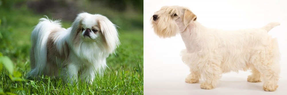 Sealyham Terrier vs Japanese Chin - Breed Comparison