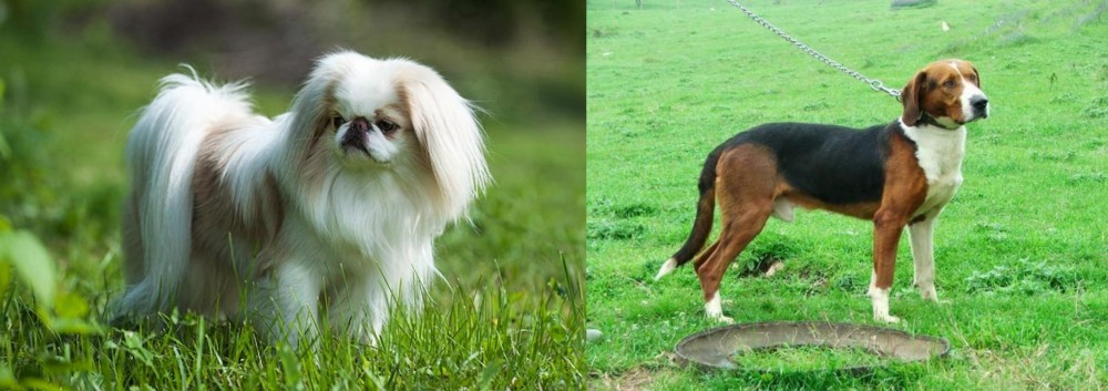 Serbian Tricolour Hound vs Japanese Chin - Breed Comparison