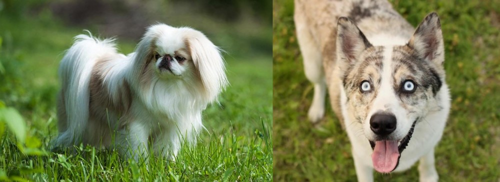 Shepherd Husky vs Japanese Chin - Breed Comparison