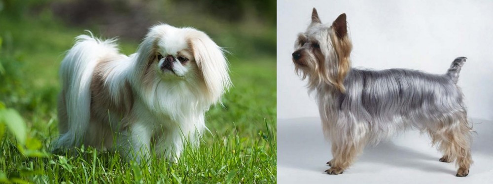 Silky Terrier vs Japanese Chin - Breed Comparison