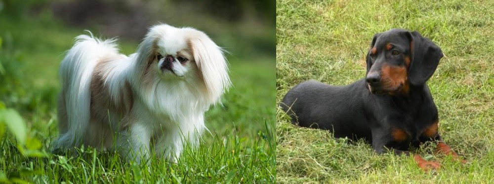 Slovakian Hound vs Japanese Chin - Breed Comparison