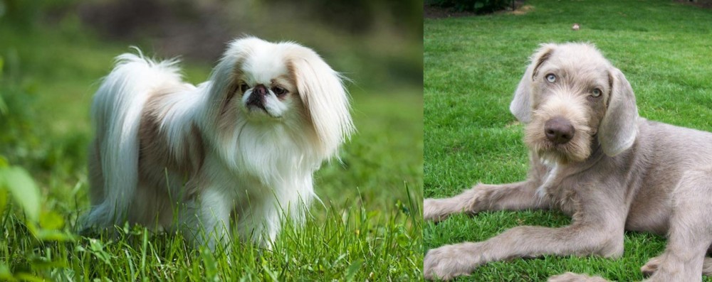 Slovakian Rough Haired Pointer vs Japanese Chin - Breed Comparison