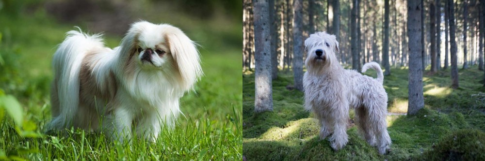 Soft-Coated Wheaten Terrier vs Japanese Chin - Breed Comparison